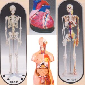 Physiological Models