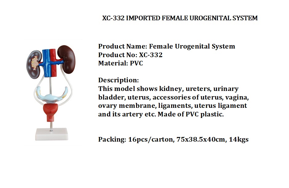 XC 332 IMPORTED FEMALE UROGENITAL SYSTEM